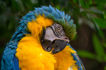 美しい羽を持つルリコンゴウインコのポートレート
