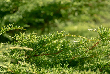 green grass in the forest