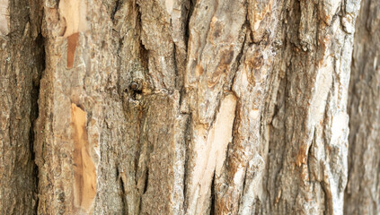 bark of a tree