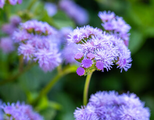 fresh purple flowers in the garden