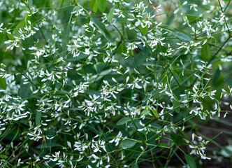 green leaves background