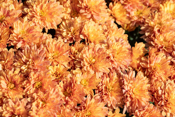 autumn orange mums background