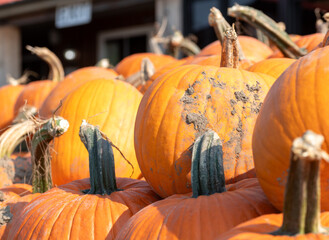 pumpkins piled in bin