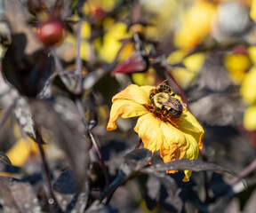 bee on yellow flower