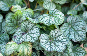green leaves background