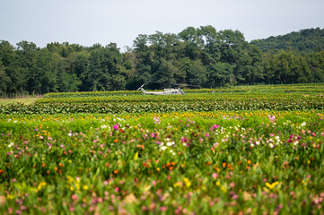 Obraz premium Helicopter landed in a Field of flowers. A helicopter landed in field of flowers, with a line of trees in the background.