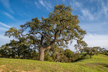 Black Oak on a Hill