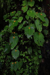 Fototapeta premium Microchirita Micromusa, Most cultivars have yellow flowers and foliage that is either plain green .Many species have an unusual crest-like flower head emerging from the leaf. Khao Yai ,Thailand