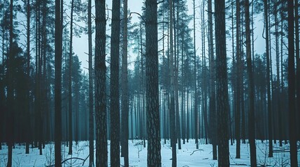 towering trees in the forest