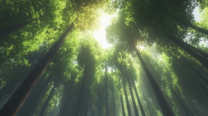 Fototapeta premium A peaceful forest with a stunning upward view of tall trees, showcasing the majesty of nature towering giants.