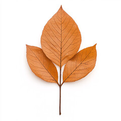 A stunning close-up of vibrant autumn leaves showcasing nature's beauty. On white background