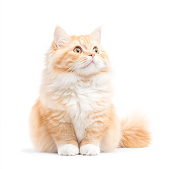 Obraz premium A charming ginger cat gazes thoughtfully showcasing its playful spirit. On white background