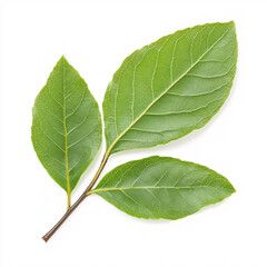 Fototapeta premium Discover the vibrant green of bay leaves perfect for enhancing culinary dishes with their unique flavor. On white background