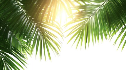 Fototapeta premium Sunlit palm fronds against white.