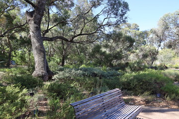 Fototapeta premium shady restful bench amid lush dense tropical gardens