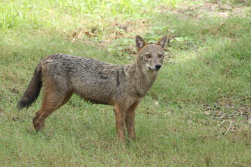 Obraz premium The Golden Jackol in Sri Lanka. 