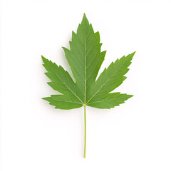 Fototapeta premium A detailed macro shot of a vibrant maple leaf showcasing nature's intricate design. On white background