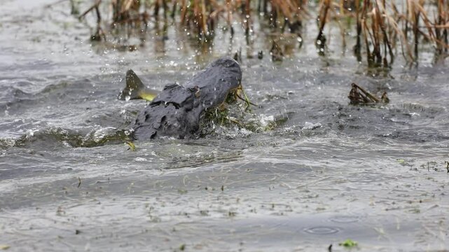 Alligator eating a fish in Florida 
