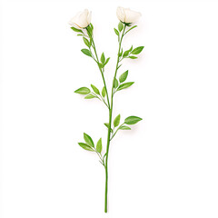 A detailed view of a white rose stem showcasing its delicate beauty. On white background