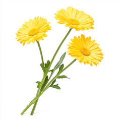 Explore the beauty of vibrant yellow flowers captured in a serene garden setting. On white background