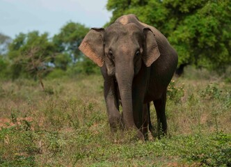 Sri Lankan Elephants in the Wild, Sri Lanka 