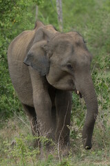 Fototapeta premium Sri Lankan Elephants in the Wild, Sri Lanka 