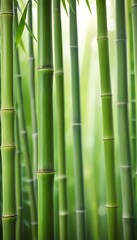 Fototapeta premium Fresh Green Bamboo Stalks with Light Filtering Through Leaves for a Serene Vibrant Background