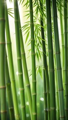 Obraz premium Fresh Green Bamboo Stalks with Light Filtering Through Leaves for a Serene Vibrant Background