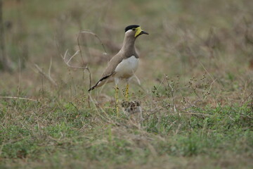 Sri Lankan Birds in the Wild, Sri Lanka 