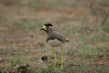 Sri Lankan Birds in the Wild, Sri Lanka 