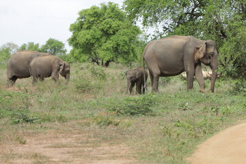 Fototapeta premium Sri Lankan Elephants in Udawalawa National Park, Sri Lanka 