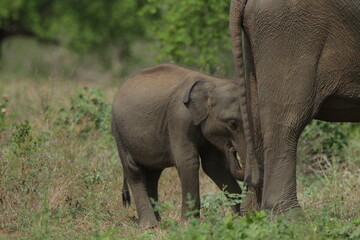 Fototapeta premium Sri Lankan Elephants in Udawalawa National Park, Sri Lanka 