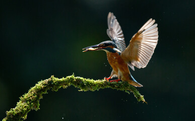 Fototapeta premium Kingfisher hunting in the lake