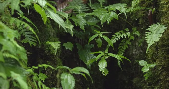 A tropical rainforest, with raindrops falling on the leaves