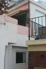 Pink and white abstract sections of villa building with balcony