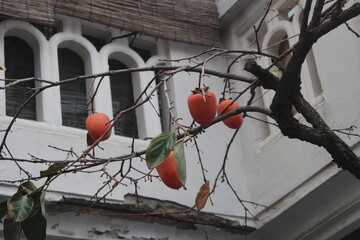 Red Korean persimmons on branch near villa house