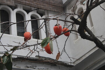 Red persimmons on branch in front of traditional Korean villa house