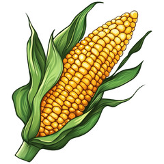 corn cobs isolated on white