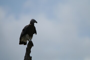 Obraz premium Sri Lankan Birds in the Wild, Sri Lanka 