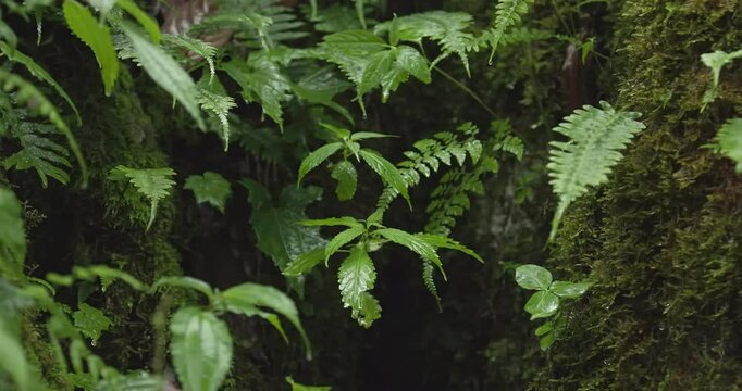 A tropical rainforest, with raindrops falling on the leaves (smooth panning)