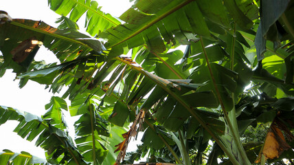 Lush green banana leaves with sunlight filtering through, showcasing the vibrant and tropical nature of the foliage. Perfect for themes of nature, agriculture, and tropical environments.