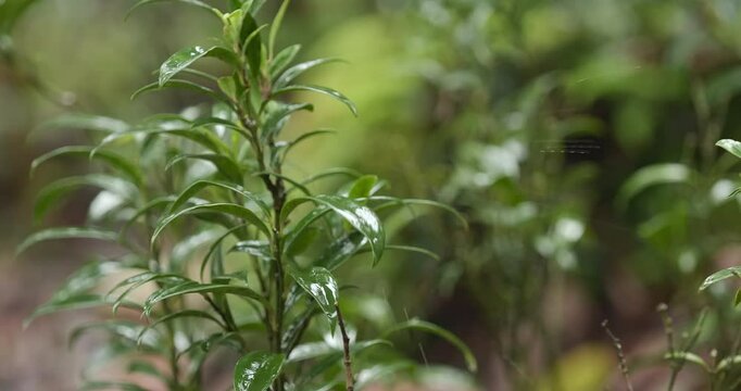 A tropical rainforest, with raindrops falling on the leaves