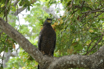 Sri Lankan Birds in the Wild, Sri Lanka 
