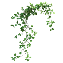 jungle vines isolated on transparent background  © Imam Lutfi