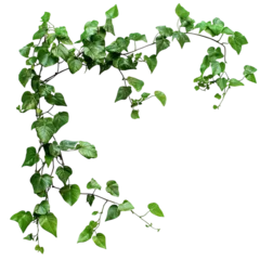 jungle vines isolated on transparent background  © Imam Lutfi