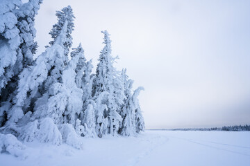 Northern winter scene with evergreen trees covered by heavy snow next to frozen lake

