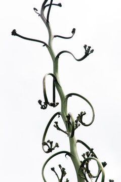 Curved succulent stalks with delicate buds on a white backdrop