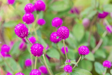 A purple Globe Amaranth,  discovered in an outdoor flower garden. Gomphrena globosa