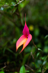 Obraz premium Strikingly vibrant tropical flower with purple and orange hues