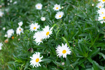 Obraz premium Lush garden of white daisies with vibrant green foliage